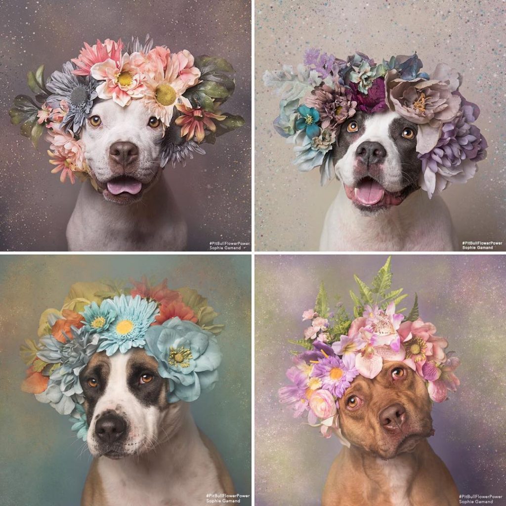 pit-bull-flower-power-sophie-gamand