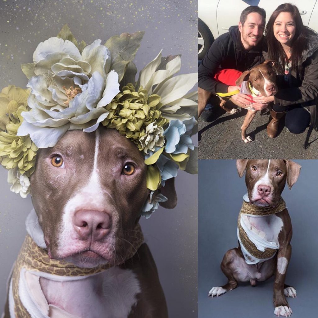 pit-bull-flower-power-sophie-gamand-15