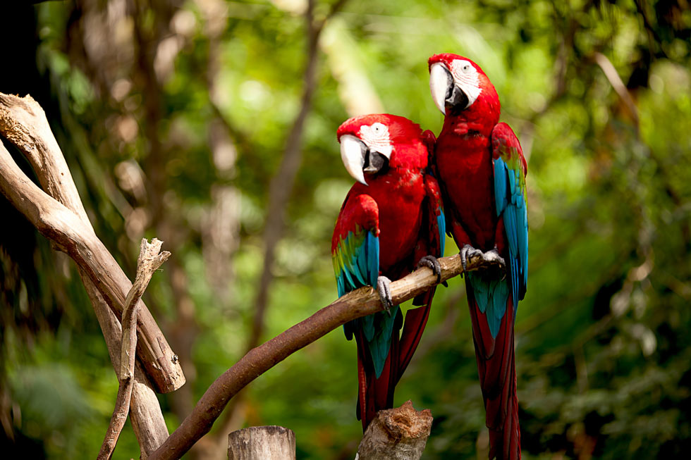 Conheça o banco de imagem feito por ribeirinhos da Amazônia