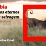 Documentário da Adobe mostra jornada de fotógrafo brasileiro na selva africana - “Namíbia, Registros Eternos da Vida Selvagem”